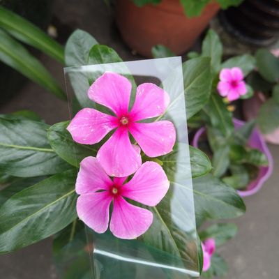 Un buen precio. Placa de PC de fabricación de policarbonato transparente de 1 mm para óptica o impresión de una sola capa de 1 mm en línea